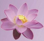 flor