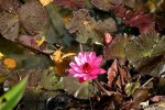 flor