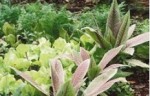 horta
